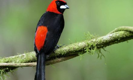 La Tángara Enmascarada Suma la Especie 1.426 a la Ornitología Venezolana