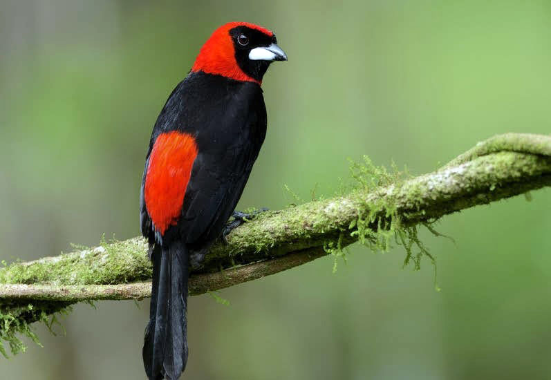 La Tángara Enmascarada Suma la Especie 1.426 a la Ornitología Venezolana